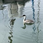 chula vista marina Western Grebe