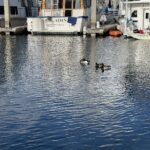 chula vista marina Mallard