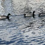 chula vista marina Mallard
